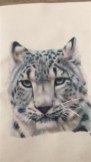 Snow Leopard Drawing - Cute Animal Art