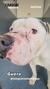 18K views · 5K reactions |  Euthanized  A5611566 ✰ GUERO...