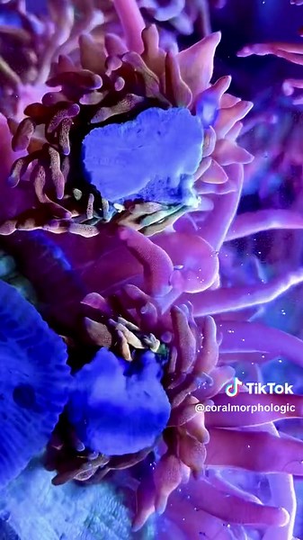 Anemone splitting itself in two by a natural process of asexual reproduction called ‘longitudinal fission’ in the Coral Morphologic lab / studio #timelapse #coralmorphologic #miami