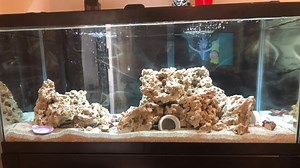 Mantis Shrimp Tank Size - How To Set Up A Suitable Tank?