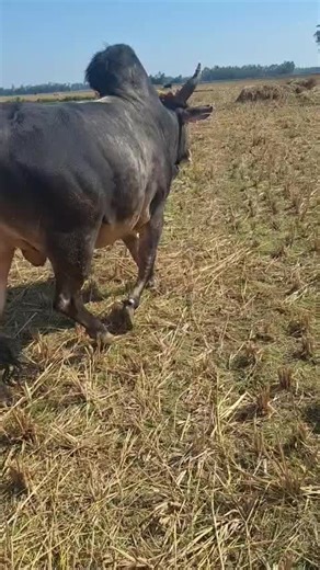 user3506390334534 (@user3506390334534)’s videos with original sound - ʀᴀᴋɪʙ ᴇᴅɪᴛᴢ