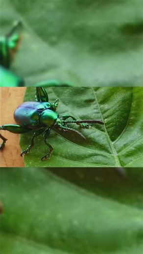 The Bombardier Beetle: Nature’s Living Flamethrower #factblast #facts #space #ai #science