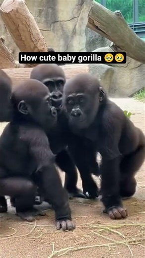 Baby gorillas being absolutely adorable #cuteanimals #viral #shorts