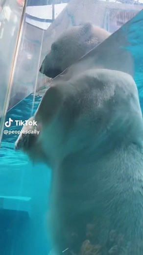 Standing 3 meters tall, a polar bear may be bigger than you think! | polar bears