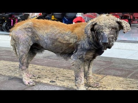 He Spent 10 Years Guarding the Store, Only to Be Abandoned When He Got Old and Sick