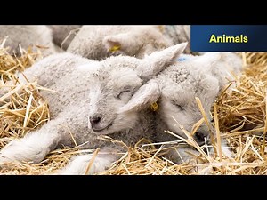 Springtime on the Farm | Bringing in new life | Channel 5