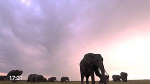 Spot of the Week - 24 hours at 1900m - Laikipiahhhh⁠ ⁠ When a brooding storm creeps over Kicheche's Northern stronghold, Laikipia, there is that almost imperceptible but mesmerising moment before the nimbus unloads its payload as the petrichor perfume drifts in. 📍Kicheche Laikipia I Kicheche Camps Ol Pejeta Conservancy #wildaboutkicheche | Kicheche Camps