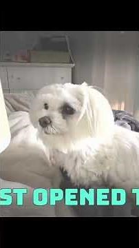 Ancestral Supplements Beef Liver Review | Energy & Digestion Boost