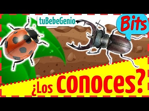 Los Nombres de los insectos para Niños