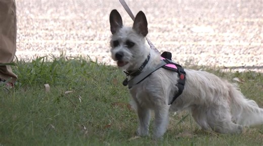 Low-cost veterinary clinic offers affordable pet care in Donna