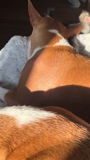 Two worlds 😂 #dog #puppies #chihuahua #basenji #spitz