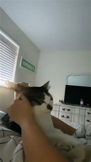 Cat returned after 2 years- finds comfort in suckling on hand