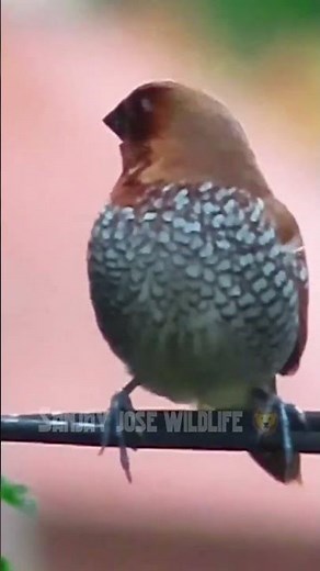 Scaly breasted Munia sound💤 spice finch - Spotted Munia call #munia #spottedmunia