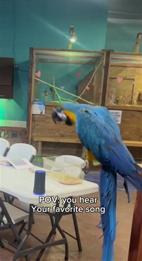 🎶Apparently Moana is her jam🥹❤️🦜 #oneworldinteractiveaquarium #macaw #singing