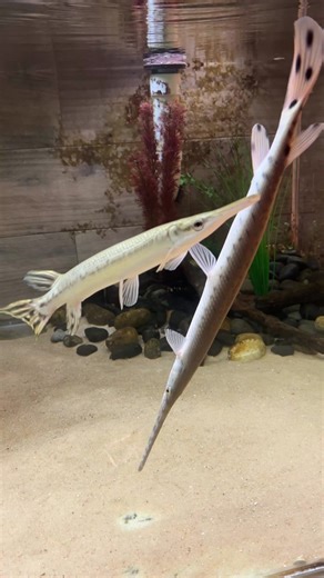 Explore Longnose Gar: Day 3 of Gar Week