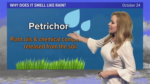 What is petrichor? Learn about the smell after storms