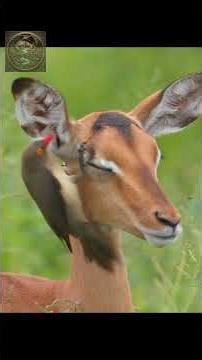 Oxpeckers: The “Doctor Bird” #facts #birds #wildlife