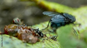 Flies and ants are seen scavenging on a dead lizard, showcasing nature's efficient recycling process. The flies are attracted to the decaying flesh, while the ants remove smaller fragments Stock Video