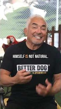 Why do dogs bite their tail?