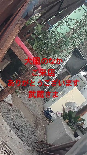 嵐が去った日 #海辺のネコ