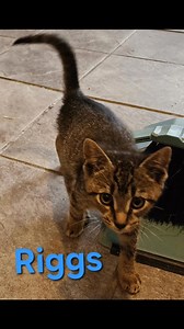 Here's an update! 1 adoption so far but there's plenty of kitties for you to choose from!!!! Come get one today!! | Bail For Tails Rescue, NC