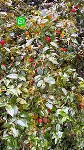 489K views · 4.7K reactions |  Most Unique Fruiting Plants You’ll...