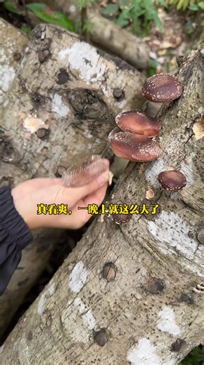 很多人問老爸做段木香菇有什么技術，其實就是樹要好，什么時候砍，什么時候放菌種，洞要打得好，菌種要塞得實，放在七分陰三分陽雨能淋的到的地方，防暴曬，防白螞蟻，勤勞的管理。#我的鄉村生活 #人間煙火 #記錄真實生活 #做段木香菇技巧 | Briggiefan