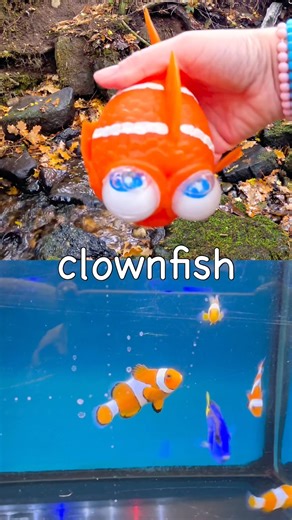 Kids Learn | Sea Animal Names at the Waterfall: Clownfish Lobster Narwhal Starfish Whale