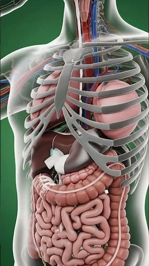Milk Digestion 3D Medical Animation, Human Anatomy Explained