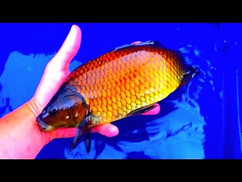 What does a Carp Goldfish Hybrid look like ?