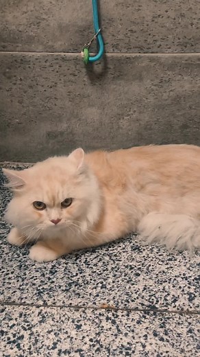 they don't talk.. but we hear them 💖✌️ #.pets.land #happycat #viral_video #grooming