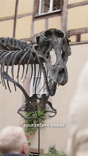 Un nouveau parcours permanent à découvrir au Musée d'Histoire Naturelle et d'Ethnographie de Colmar | Ville de Colmar