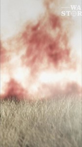 92K views · 2.3K reactions | Between 1940 and 1945, the Eastern Front became a graveyard. The German army lost 50,000 tanks and four million soldiers. For the Soviets, losses were even more staggering: 80,000 tanks destroyed and seven million soldiers lost. Survivors still live with the terrible memories. #EasternFront #WorldWarII #WarHistory #MilitaryHistory #WW2 | War Stories | Facebook