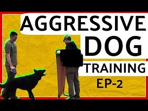 Barking Aggressive German Shepherd Behavior Modification Dog Training Part 2