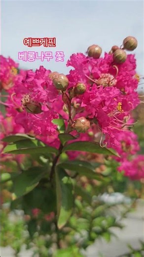 Crape Myrtle Blooming in the Yard #IsThatHowYouAre(Lee Mi-ja)Cover by Baek Seung-tae