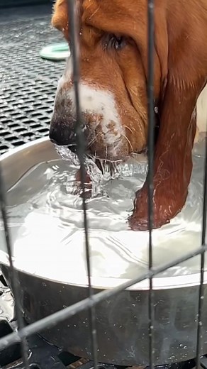 She loves water! Does anyone elses dog do this? I love it! Look at all that water! #sillydog #bassethound #water #slobber #happydog #bassethoundsoftiktok