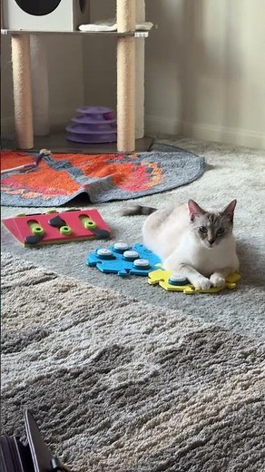 Daisy, the kitten loves her pet communication button ￼
