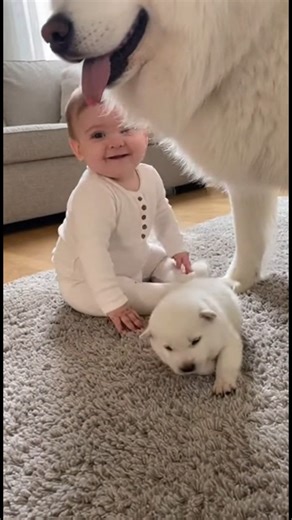 A Samoyed mother gave her puppy a mini gift, and the puppy's reaction was so heartwarming! 🥰 | Social fun smiles