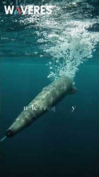 The Hollywood Actress behind the Bluetooth and WiFi Technology #rfengineering #technology