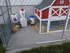 How to Raise Chickens Without Feed (And Why it’s Better!)