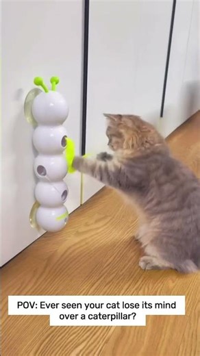 Watch Your Cat Go CRAZY for This Caterpillar Toy!