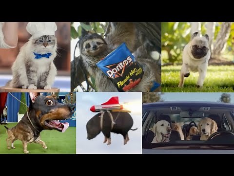 Animal Super Bowl Commercials Compilation The Best Animals Ads Review