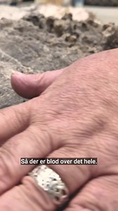 Christoffer Knuth er ankommet til USA, hvor han får svar på, hvor unikt fundet af netop hans dinosaurskelet er. Skelettet skal udstilles på hans nye evolutionsmuseum i Knuthenborg Safaripark på Lolland. Se hele vores serie 'Knuth og jagten på den store Stegosaurus' på tv2east.dk/play | TV2 ØST