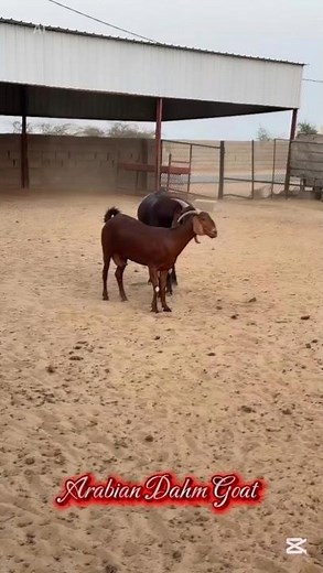 The male goat is trying to inseminate the female goat to start a new breeding cycle 🐐🤎