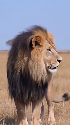 Altas Lion #atlas #lion #atlaslion malelion #follow #followme