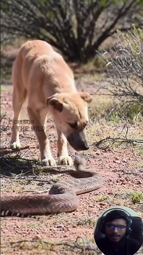 Rattlesnake vs Dog | A Deadly Fight for Survival in the Wild After a Venomous Strike