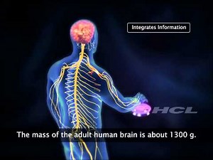 HCL Learning DigiSchool - Human Brain