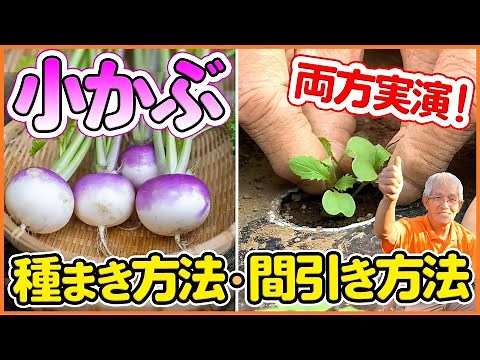 [Growing Life] A must-see for beginners! How to plant and grow delicious turnips (small turnips)!...