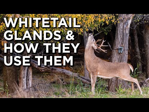 Whitetail Deer Glands And Communication | How They Use Them