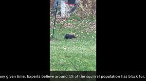 Have you ever seen an intoxicated black squirrel? Door County has an abundance of this melanistic subgroup. Find out the answer to: "What is a black squirrel?" This one, had a few too many fermented apples! Video: Craig "Schu/Schuy" Schumacher | Let’s Go Door County